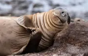 Grippe aviaire : 13.300 bébés phoques morts sur une île subantarctique