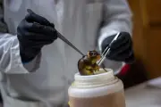 Hantavirus : la décharge d'Ushuaia écartée comme source de l'épidémie