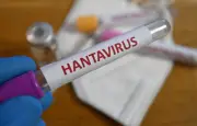 Hantavirus : la fausse rumeur sur le mot 'hanta' en hébreu démentie