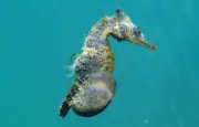 Hippocampes : le mâle porte les petits, une gestation unique chez les poissons