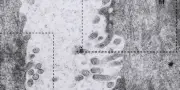 Histoire du mystérieux hantavirus des Andes