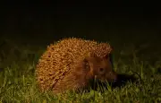 Hérisson d'Europe : un voisin nocturne méconnu et discret