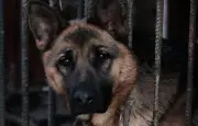 Huit mois de prison ferme pour avoir maltraité et abandonné son chien