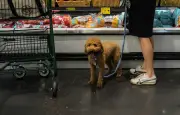 Intermarché Mirecourt autorise les chiens dans ses rayons pendant la canicule