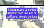 À Istanbul, une vache sème la panique dans un salon de coiffure
