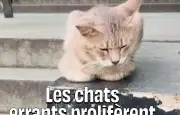 Jakarta submergée par plus d'un million de chats errants