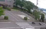 Japon : un ours « extrêmement intelligent » en cavale après avoir blessé quatre personnes