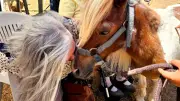 Journée de tendresse à la ferme équestre Villa Calobrice pour les aînés