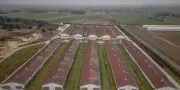 La filière avicole polonaise redoute l'accord UE-Mercosur