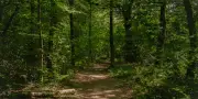 La France sacrifie son puits de carbone forestier, dénonce l'ONG Canopée
