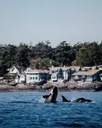 Île de Vancouver : 11 expériences entre nature et culture