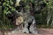 Le Major Oak de Sherwood : vie et mort d'un arbre légendaire