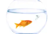 Le mythe des trois secondes : le poisson rouge a une mémoire bien réelle