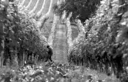 Le vin pur de Ludovic Masse : Vigne de partage