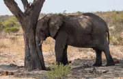Les animaux qui défient les limites du sommeil : éléphants et frégates
