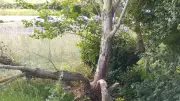 Les castors colonisent le ruisseau de Rembert à Montlaur