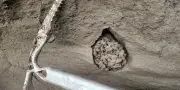 Les crottes d'écureuil : archives d'un passé vieux de 700 000 ans