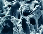 Les effets toxiques avérés du cadmium sur la santé