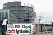 Les eurodéputés dérégulent les nouveaux OGM : un recul pour l'environnement