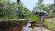 Les mares, alliées naturelles contre les moustiques