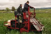 Les narcisses sauvages, fine fleur de l'Aubrac : chaque année, je pose des congés pour la récolte