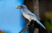 Les oiseaux capables d'anticiper le futur comme les humains