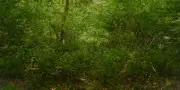 L'ONF coupe-t-il trop d'arbres en Île-de-France ? Les citoyens mobilisés