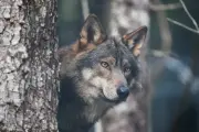 Loup : le Sénat veut réduire encore son niveau de protection