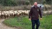 Macabre découverte : 33 brebis volées retrouvées mortes dans des sacs-poubelle près de Montpellier