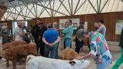 Marché aux veaux de Langogne : une tradition qui attire touristes et éleveurs