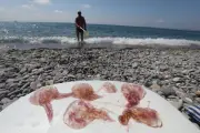 Méduses dans les Alpes-Maritimes et le Var : la liste des plages
