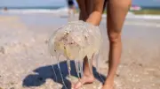 Méduses en Méditerranée : les bons réflexes en cas de piqûre