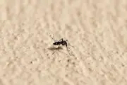 Moustique tigre : plus de 210 cas importés de chikungunya, dengue et Zika depuis mai