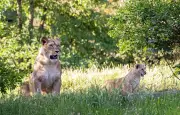 Naissance rare de deux lionnes de l'Atlas au parc zoologique de Paris
