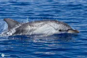 NaturaScan : 10 à 20 dauphins observés au large d'Antibes