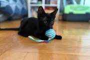 NissAnimals : garde d'animaux pour personnes hospitalisées à Nice
