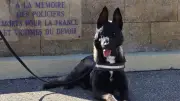 Nîmes : un homme ivre frappe des policiers et s'en prend au chien Jim