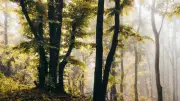Nourrisson abandonné en forêt : sa mère de 19 ans mise en examen pour tentative de meurtre
