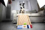 Nova, la chienne varoise star des réseaux grâce à ses pronostics sur la Coupe du monde