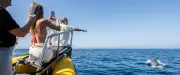 Observation des dauphins : une première à Carnon avec Natura Med