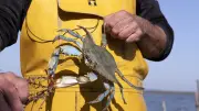 Océans en crise : acidification, réchauffement, élévation, la triple menace planétaire