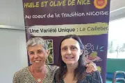 Olive de Nice : sécheresse, ravageurs, eau, les défis climatiques de la filière