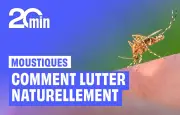 Olivet mise sur les chauves-souris pour lutter naturellement contre les moustiques