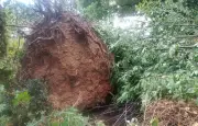 Orages violents en Bretagne : un maraîcher bio dévasté à Pancé