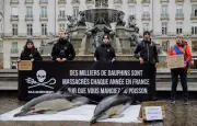 Pêche interdite dans le Golfe de Gascogne pour 2027 : un mois de fermeture pour protéger les dauphins