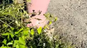 Peinture rose sur les bouches à incendie à Compeyre : une plainte déposée