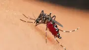 Plus de 210 cas de dengue, chikungunya et Zika en France depuis mai