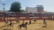 Plus de 600 élèves découvrent les traditions camarguaises à Pérols