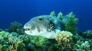 Poisson-globe en Méditerranée : la Croix-Rouge alerte après des morsures