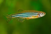 Poissons transgéniques pour détoxifier le mercure : une avancée